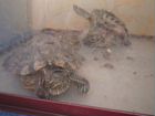 Красноухая черепаха 4 штуки с аквариумом даром