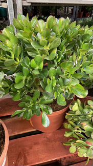 Крассула Овата / Денежное дерево XL Н 55 см