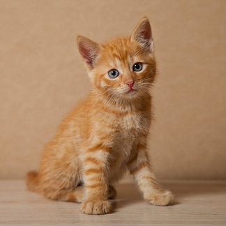 Рыжий котенок-девочка гладкошерстная возраст 2 мес