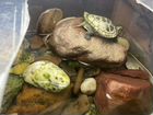 Черепаха + контейнер + морские камни + корм