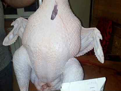 Вес индюшки бройлера мясом. Индюки биг 6. Индюк бройлер вес. Индюшата бройлерные биг 6. Индюшата бройлерные биг 6.