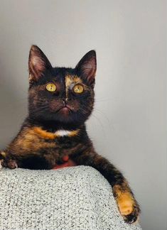 Разные котята (на фото не все)