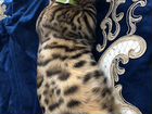 Бенгальский Кот для вязки объявление продам