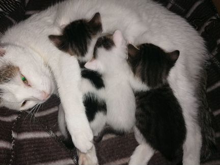 Кошка