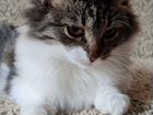 Котёнок сибирской кошки