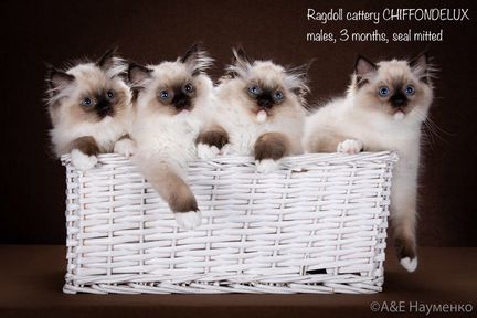 Рэгдолл, для дома и в разведение