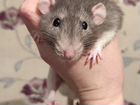 Крысы Дамбо объявление продам