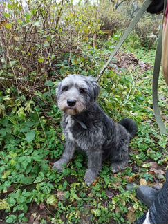 Собаки бесплатно в добрые руки