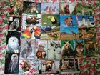 Карманные календарики с животными