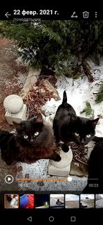 Коты от сиамской кошки