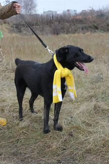 Собака в дар