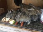Продам кроликов мясных пород/мясо объявление продам