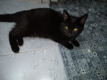 Котенок ищет дом