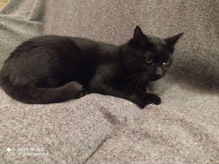 Кот Доллар 1,5 года