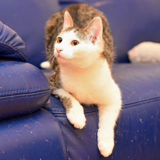 Котенок в добрые руки