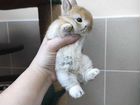 Карликовый минор, кролик объявление продам