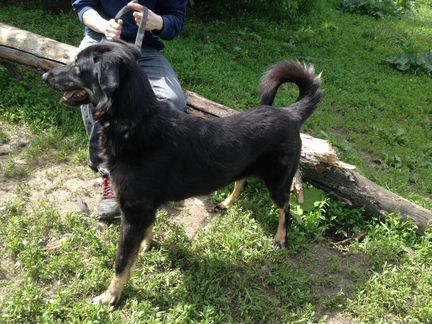 Веселая собака в дар