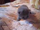 Кошочка - помесь русской голубой объявление продам