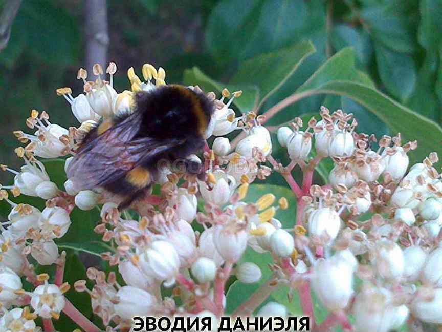 Эводия даниэля описание фото