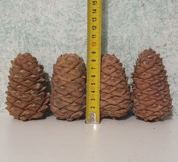 Шишка кедра сибирского отборная