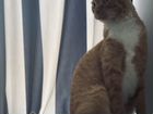 Кот породы Лаперм объявление продам