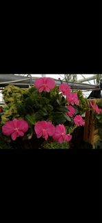 Продам орхидею Sophronitis wittigiana