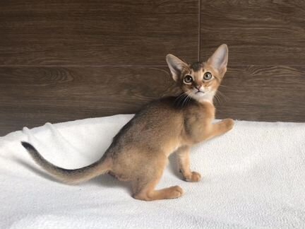 Абиссинские Сэм и Сима