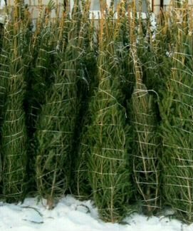 Ель/ёлка натуральная оптом и в розницу