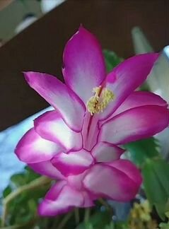 Декабрист (шлюмбергера сортовая) Dark Eva